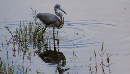 bird standing in reflecting water